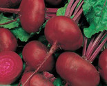 200 Seeds Crosby Egyptian Beet Seeds Fast Shipping - £7.22 GBP