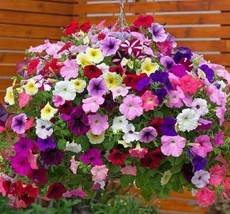 200 PCS Seeds Hanging Petunia Mixed Flores Color Waves Beautiful Flowers - $14.95
