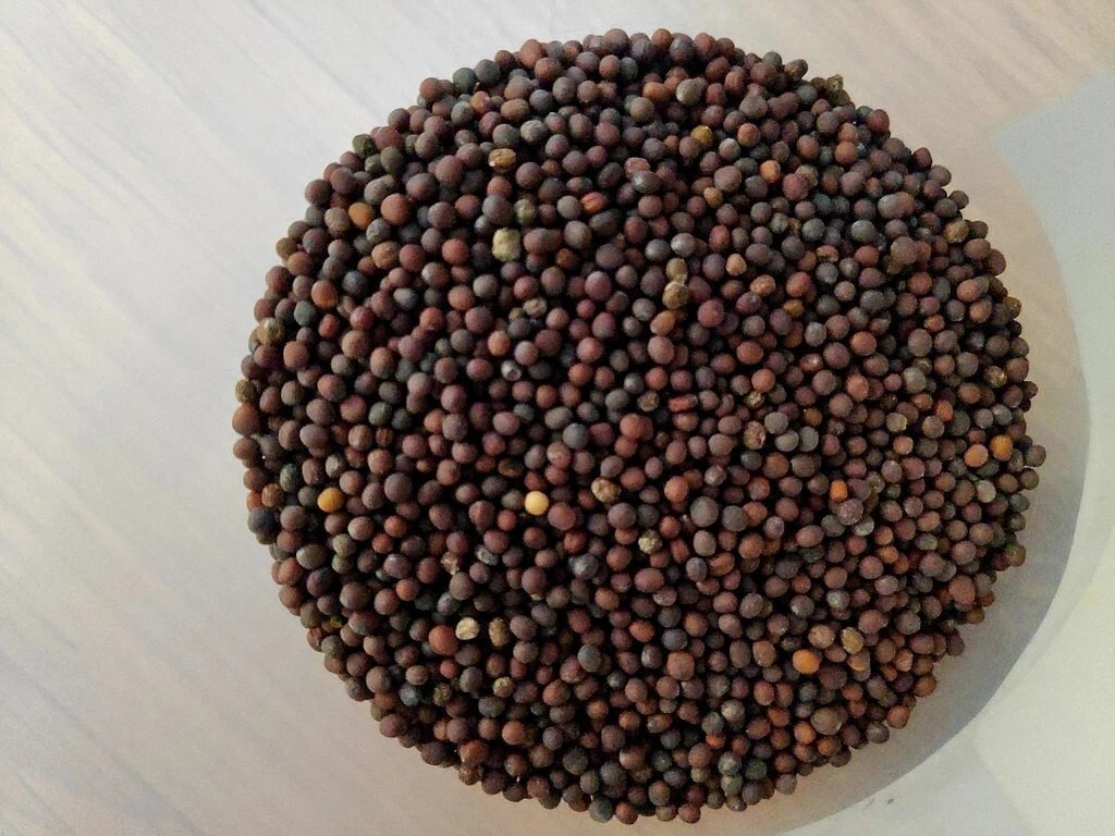 1,000 Black Mustard Seeds Garden Heirloom Non-GMO  - $9.01