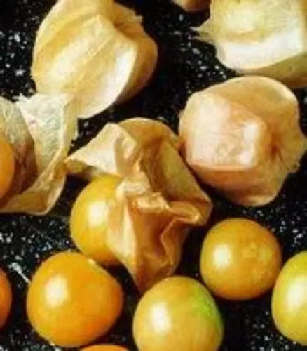 200 Seeds Organic CHERRY Physalis Pruinosa Golden Strawberry Vegetable  - £9.61 GBP