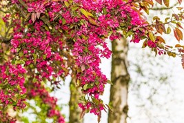 AW 25 Red Flowering Currant Ribes Sanguineum Blue Black Berry Fruit Seed... - $10.89