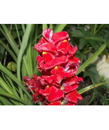 250 Ruby Red Snapdragon Antirrhinum Majus Flower Seeds Fresh Garden Fast... - $14.90