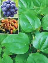 LWSTORE 10 Greenbriar Roundleaf Seeds Smilax Rotundifolia Brambles/Bullbrier/Cat - $8.78