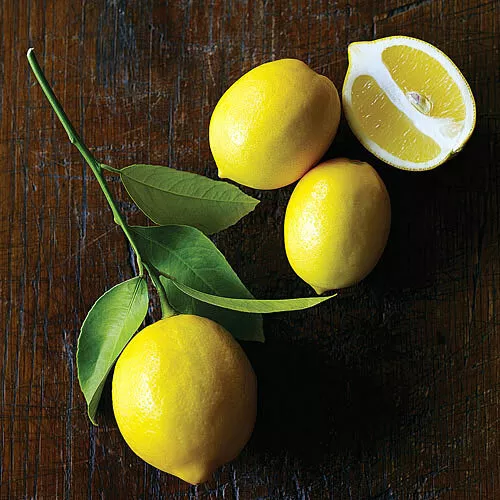 Dwarf Meyer Lemon Tree 26-30&quot; Tall Live Plant Gallon Citrus × meyeri - £111.87 GBP