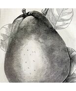 Duchesse D&#39;Angouleme Pear 1863 Victorian Agriculture Steel Plate Fruit A... - $22.50