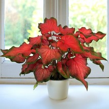 15+ Seeds Kaladium Fairytale Princess  House Plant-  Garden- Flowers - £4.09 GBP