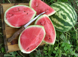 25 Crimson Sweet Watermelon Seeds Fresh Harvest For Gardens - £5.22 GBP