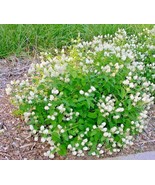 BPA 50 Seeds New Jersey Tea Herb Seeds Native Wildflower Bush Shrub Shade Garden - £7.17 GBP