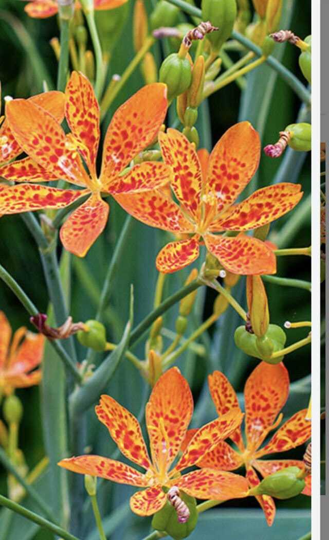 Iris Domestica Belamcanda Blackberry Lily Leopard plant Organic Gift USA - $18.99