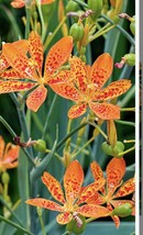 Iris Domestica Belamcanda Blackberry Lily Leopard plant Organic Gift USA - £15.17 GBP