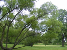 Free Shipping 5 Black Willow Cuttings Salix Nigra 12" Live Plant - $28.99