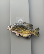 Beautiful Crappie Fish Taxidermy Wall Mount Art Wildlife - £74.68 GBP