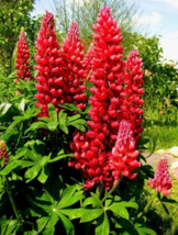 25 Pc Seeds Red Flame Lupine Perennial Flowers, Lupine Seeds for Planting | RK - £15.23 GBP