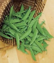 USA Oregon Sugar Pod Ii Pea Pisum Sativum Macrocarpon Vegetable 50 Seeds - £8.64 GBP