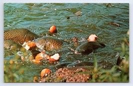 Postcard Linesville Spillway Pymatuning Lake Ducks Jamestown PA Chrome Unposted - £3.66 GBP