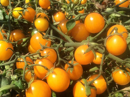 Tomato cherry gold nugget - $1.85