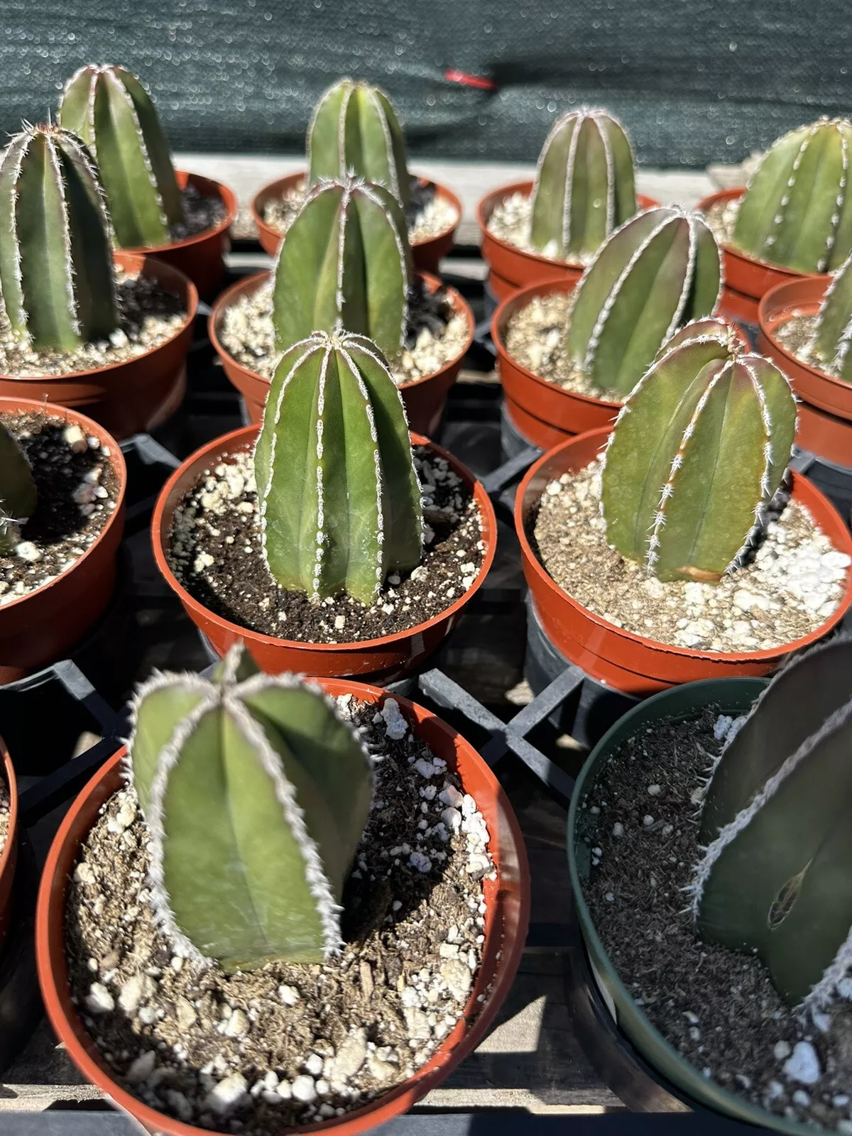 Cactus Stenocereus marginatus Mexican Fence Post - £39.30 GBP