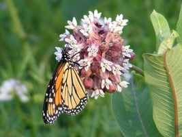 Grow In US 100 Common Milkweed Seeds Asclepias Syriaca Food For The Monarch Butt - £6.65 GBP