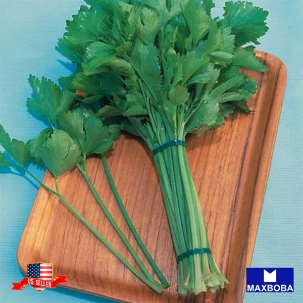 Non Gmo 25+ Chinese Light Green Celery Seeds Heirloom Fresh Garden - £5.47 GBP