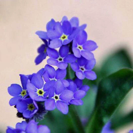 LWSTORE Forget Me Nots Indigo Blue Perennial Edging Groundcover Border 2... - $8.51