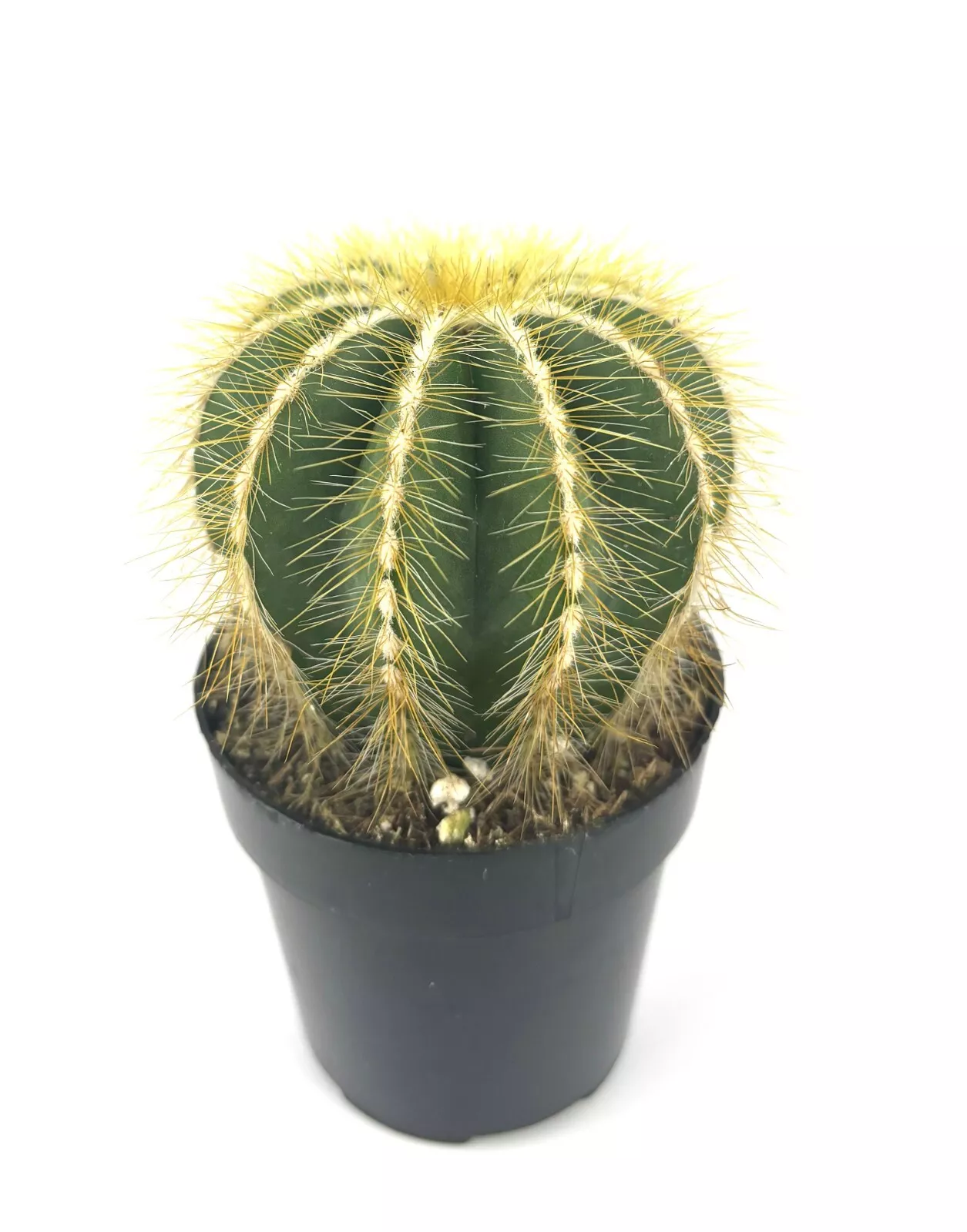 Balloon Cactus Notocactus Magnificus - $20.49