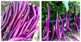 300 Seeds Purple Pleasure: Hangzhou Eggplant Seeds - Slim and Tasty Garden Seeds - £19.54 GBP