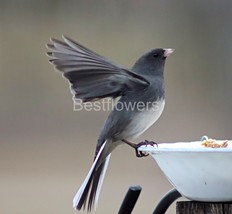 A Black Eyed Junco All Stretched Out - 8x10 Framed Photograph - $323.54 MXN