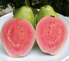 20Pcs seeds Lemon Guava Fruit Tree Seeds psidium Guajava - $106.05 MXN