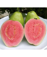 20Pcs seeds Lemon Guava Fruit Tree Seeds psidium Guajava - $106.05 MXN