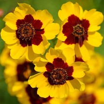 1000 Dwarf Plains Coreopsis Wildflower Seeds Coreopsis Tinctoria Dwarf T... - $6.38