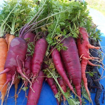 Sell 1000 Atomic Red Carrot Seeds US Seller - £8.95 GBP