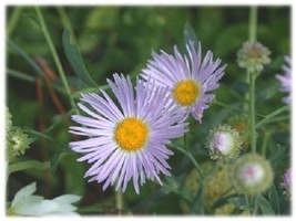 30+ Aster Boltonia Asteroides Flower Seeds Drought Tolerant - $9.88