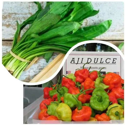 100 Aji Dulce Rainbow Pepper Seeds + 2000 Recao Culantro Ngo Gai Seeds Fresh - £19.79 GBP