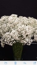Fresh babys breath decor, Gypsophila fillers ,wedding arrangements,flowers, Flor - £51.10 GBP