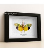 Green Yellow Pyrops Candelaria Real Lanternfly Framed Entomology Shadowbox - $80.87 CAD