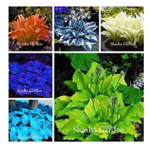 SEEDS 200 pcs Hosta MIX Fragrant Plantain Lily Bonsai Perennial Flower - £8.64 GBP