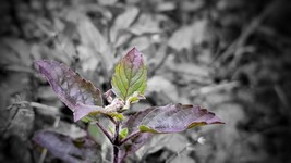 Holy Basil Purple Leaf -  100 Garden Herb Seeds! Sacred Tulsi -Wholesome... - $4.99