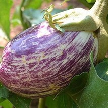 Fresh Seeds Listada De Gandia Eggplant Seeds - $12.96