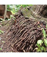 Akar Pohon Kelapa (Dried Coconut Roots), 80 Gram - $608.21 MXN