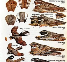 Whip Poor Will And Nighthawk Varieties 1966 Color Bird Art Print Nature ADBN1p - £14.94 GBP