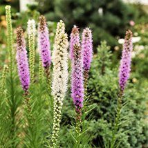 50 Seeds Liatris Purple and White Mix Perennial Flower  - £13.34 GBP