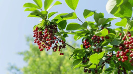 10+ Pin Cherry Seeds For Garden Planting - USA - Fast Shipping! - $4.58