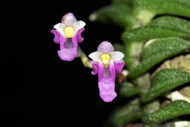 Schoenorchis Scolopendria Miniature Creeping Orchid Mounted - £22.55 GBP