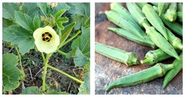 Emerald Okra Seeds 300 Fresh Seeds home n garden - £15.68 GBP