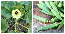 Emerald Okra Seeds 300 Fresh Seeds home n garden - $19.99