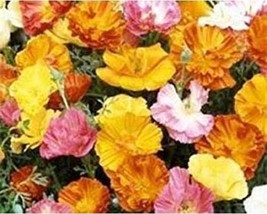 80+ Poppy Thai Silk Bush Mix Eschscholzia Californica Flower Seeds A456 Fresh - $10.25