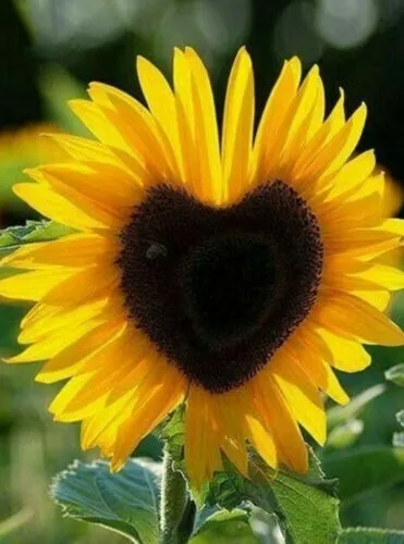 50 Seeds Heart Shaped Sunflowers Huge Sunflower R Garden - £8.77 GBP