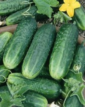 US Seller 200 Carolina Cucumber Seeds Organic Fresh Fast Shipping - $11.98