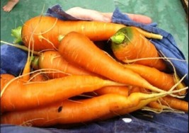 Muscade Carrot - Carrott from North Africa - 100+ seeds - R 137 - £1.11 GBP