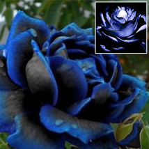 60 Rare Midnight Rose Flower Seeds - $30.00